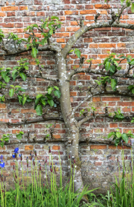 Espalier