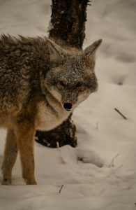 Sightline coyote